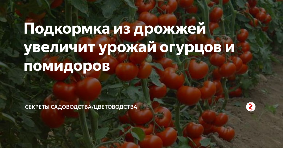 Дрожжевая подкормка для рассады томатов: как правильно сделать в домашних условиях