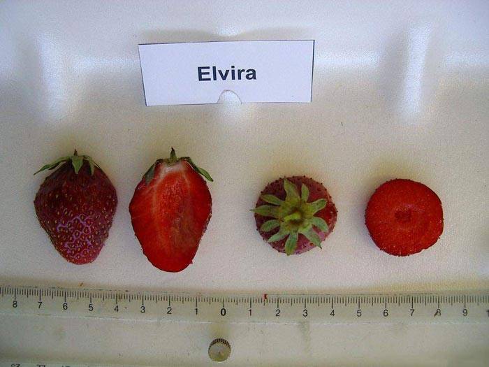 Описание клубники сорта эльвира — особенности выращивания
