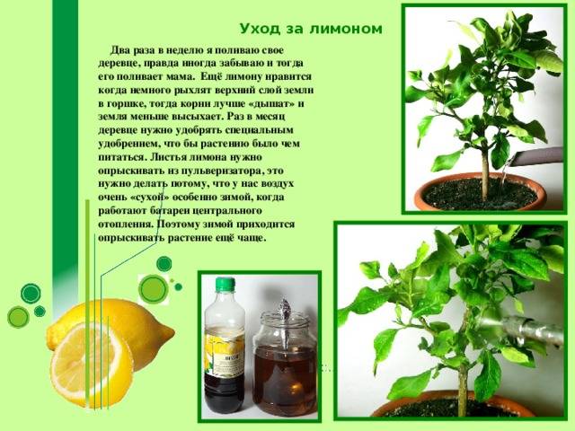 ✅ почему не плодоносит лимон дома: что делать, как заставить - cvetochki-rostov-na-donu.ru