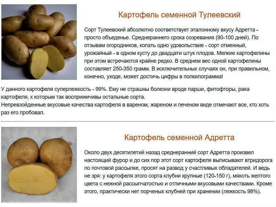 Сорт картофеля «ред леди» – описание и фото