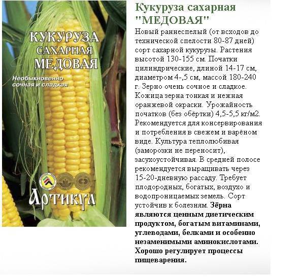 Кукуруза: особенности выращивания и ухода