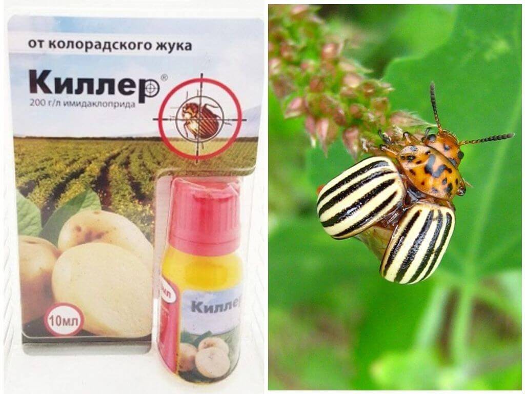 ᐉ препарат «киллер» для картофеля от колорадского жука - roza-zanoza.ru