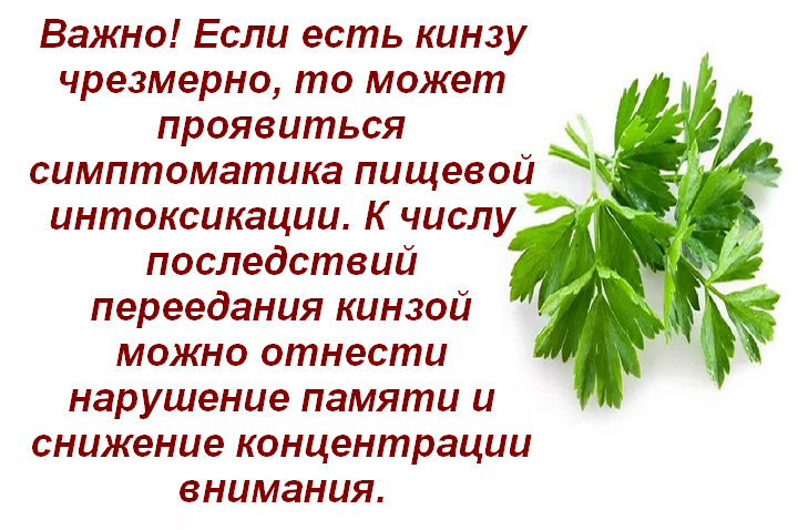 Кинза: польза и вред, чем полезна для организма женщин, эффективна ли для снижения веса, лечебные свойства и противопоказания