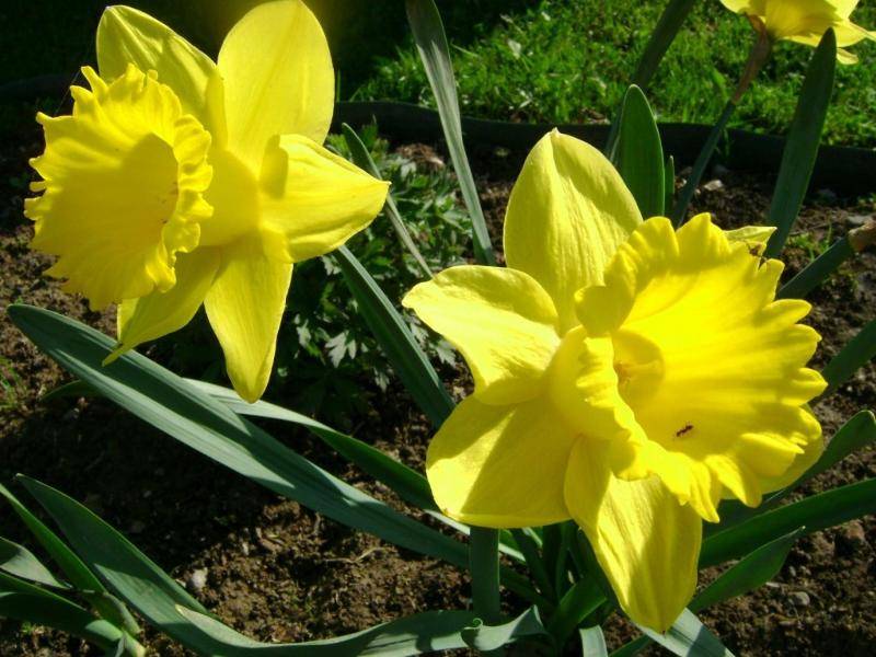 Цветок нарцисс: как выглядит и какие бывают виды и сорта + особенности посадки и выращивания, применение в дизайне сада