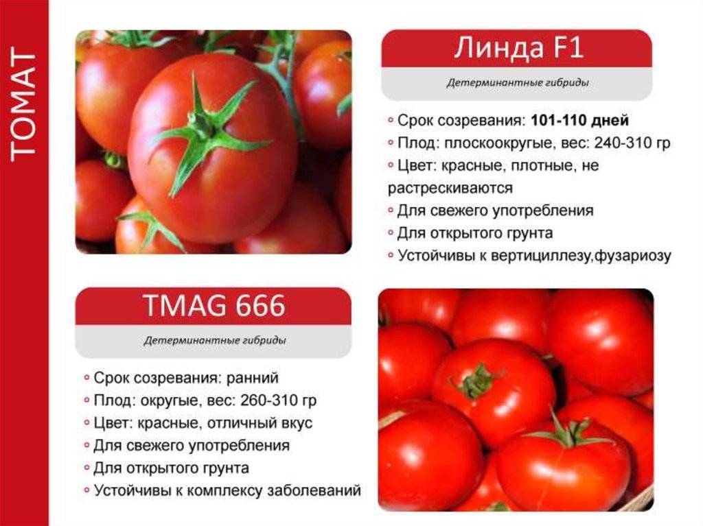 Томат пани яна: характеристика и описание сорта, отзывы, фото, урожайность – все о помидорках