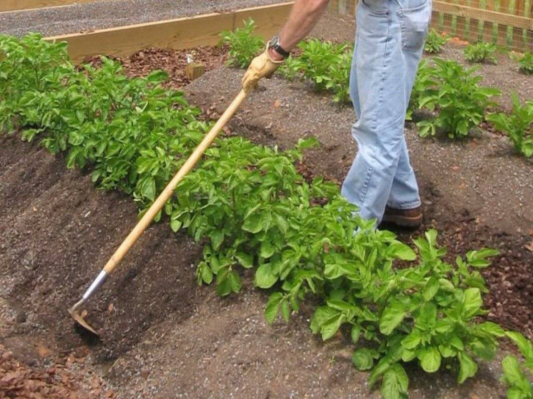 Окучивание картофеля: можно ли окучивать картофель во время цветения