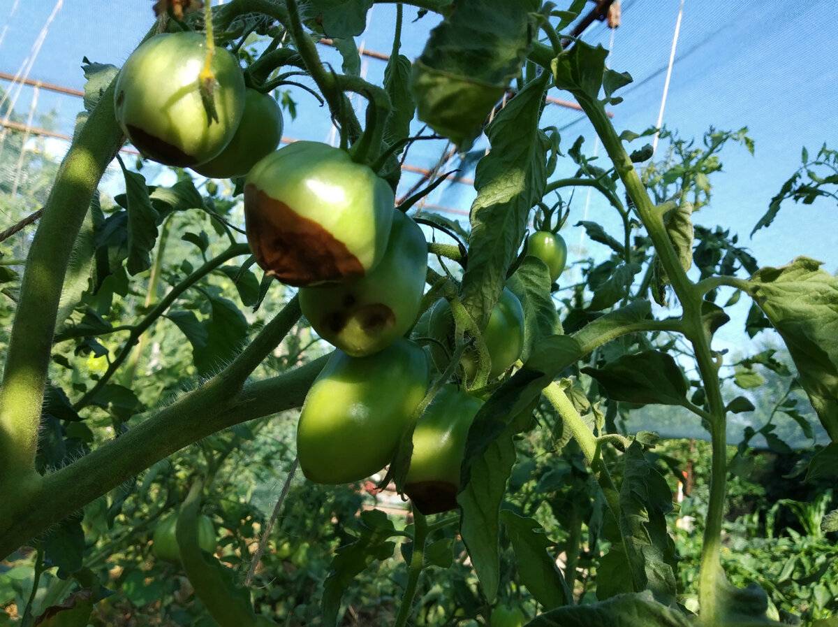 Вершинная гниль на помидорах: лечение и меры профилактики