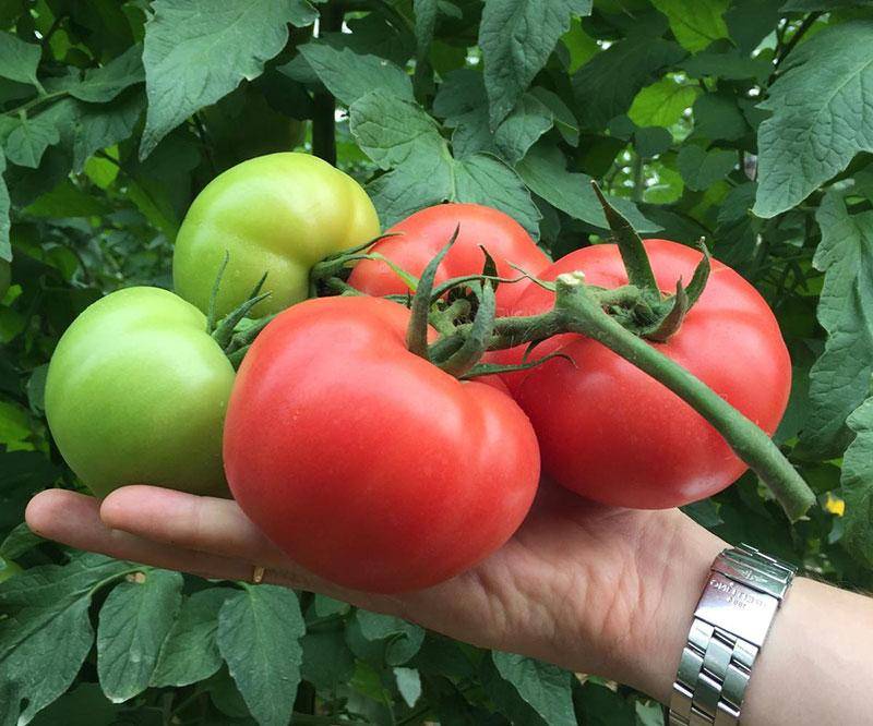 Описание томата работяга и агротехника выращивания сорта