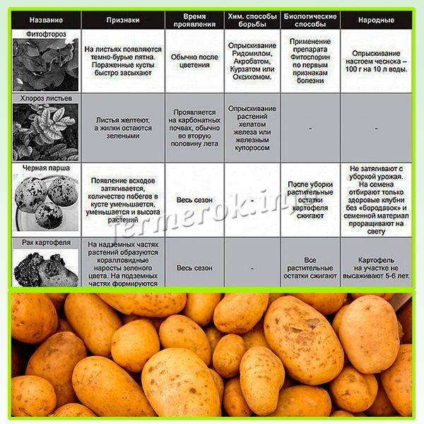 Болезни картофеля: описание с фотографиями и способы лечения клубней, а также меры борьбы при помощи народных и магазинных средств