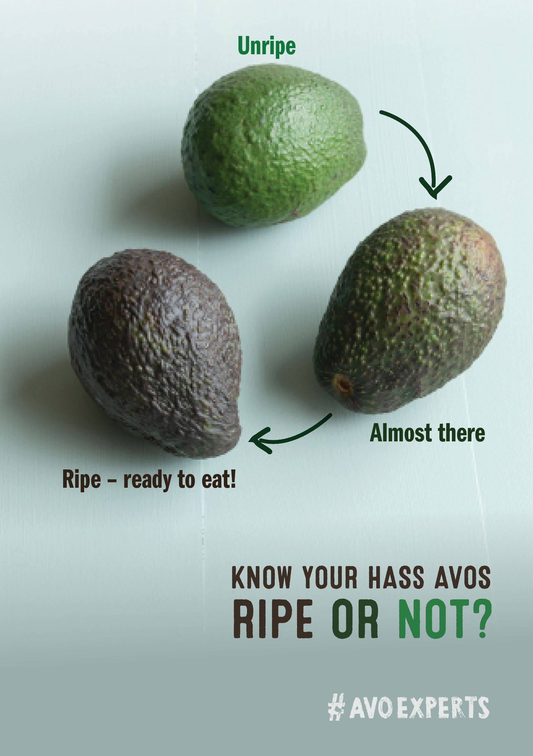 Описание сортов авокадо