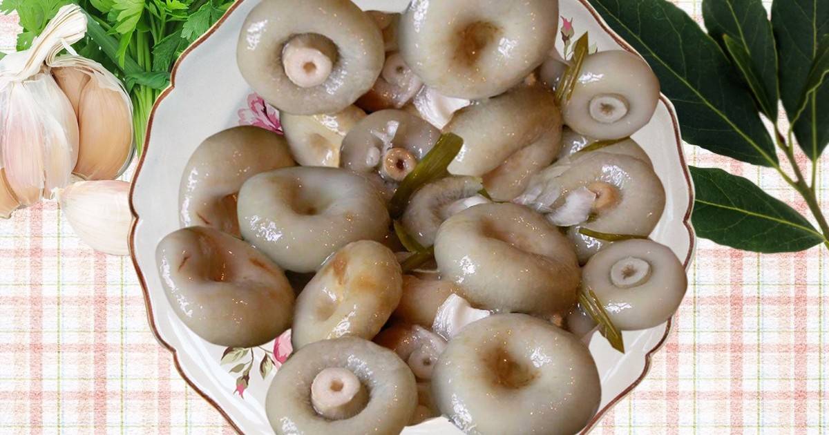 Грибы белянки что с ними делать. как солить грибы: пошаговые рецепты и советы