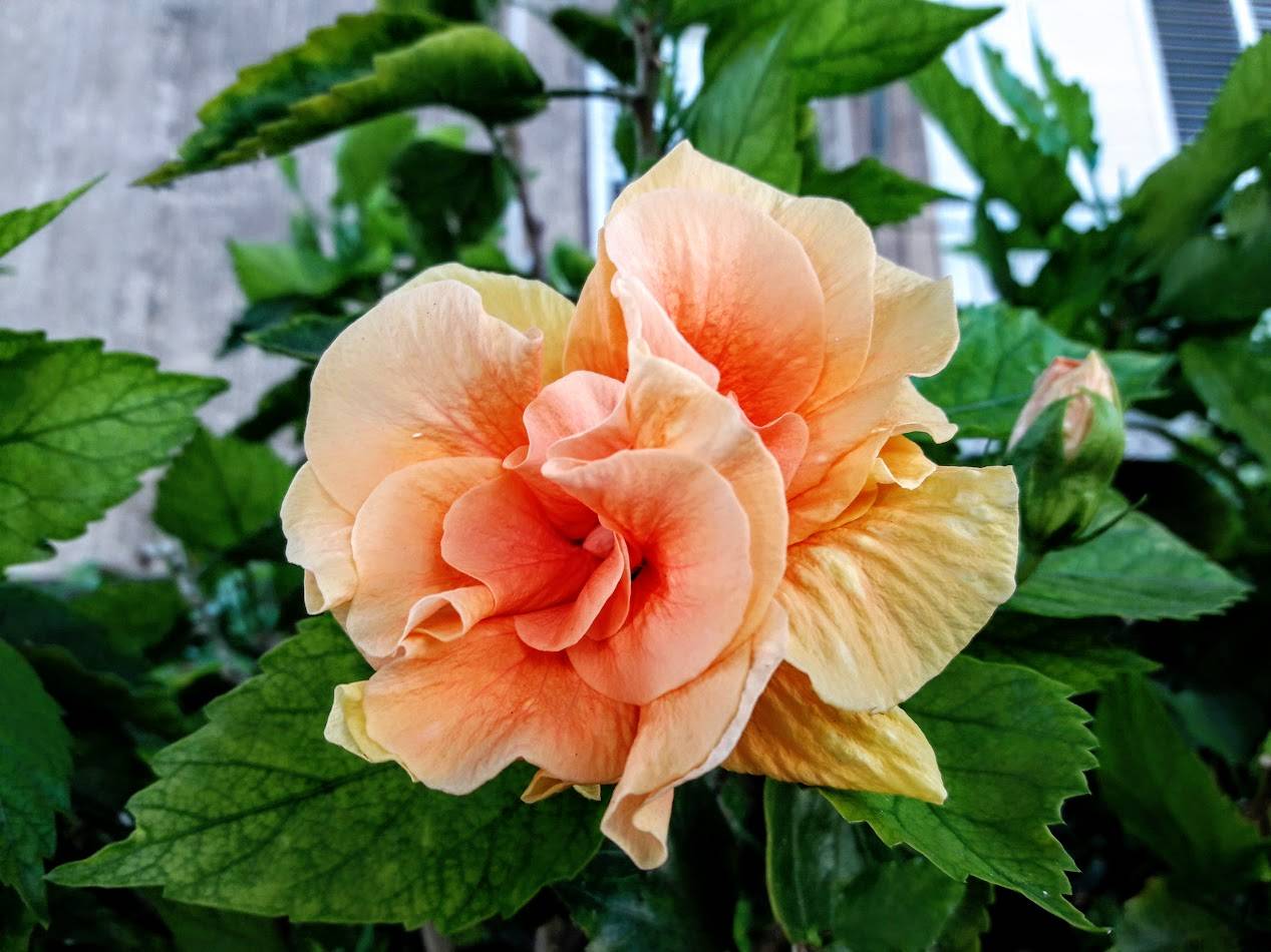 Гибискус: описание, выращивание, уход | 75 фото +отзывы