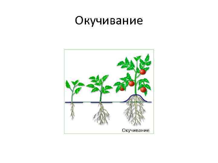 Выращивание огурцов в открытом грунте от а до я - сельхозобзор.ру