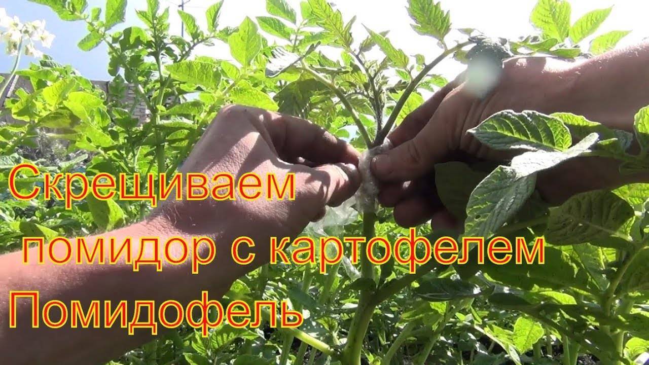 Вакцинация против полиомиелита