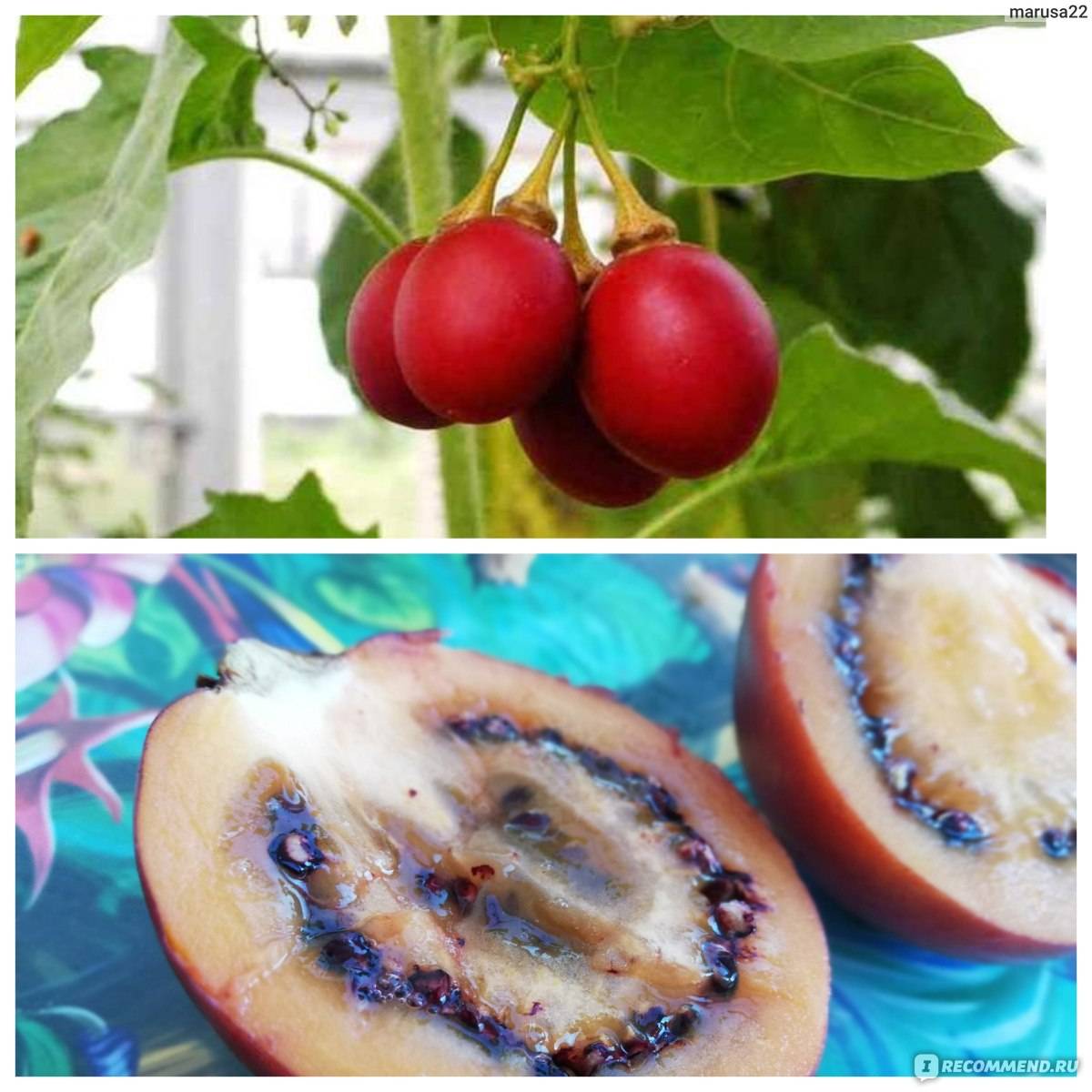 Цифомандра — выращиваем томатное дерево в комнате. уход в домашних условиях. фото