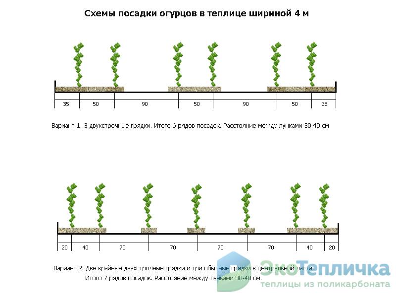 Схема посадки тыквы в открытом грунте расстояние между рядами и в ряду