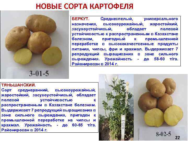 Характеристика, урожайность картофеля сорта каменский, особенности его выращивания