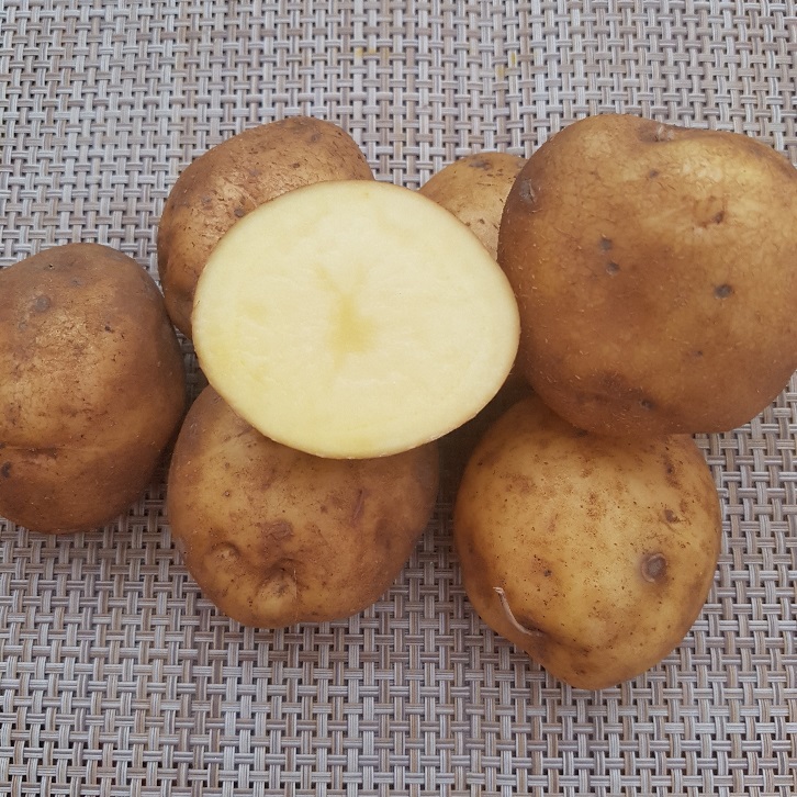 Сорт картофеля метеор: характеристика, описание и фото, выращивание и уход, болезни и вредители, сбор урожая