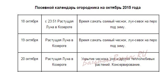 Уборка чеснока на хранение в 2023 году: сроки, когда выкапывать, благоприятные дни