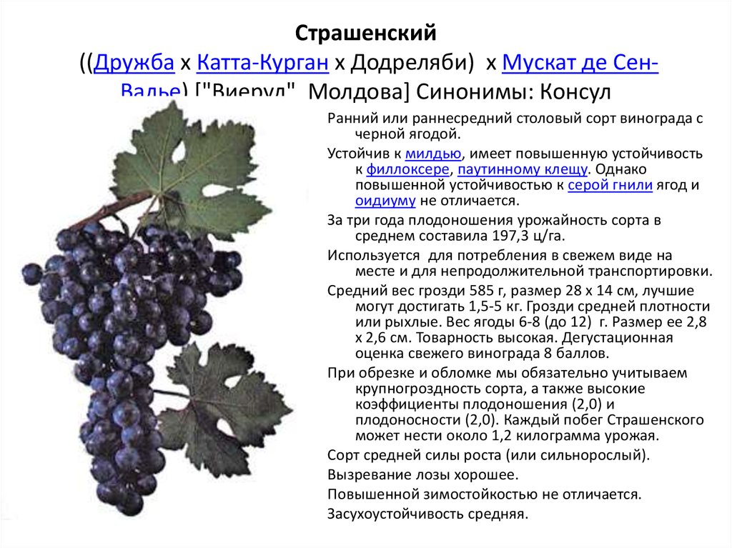 Описание сорта винограда изюминка