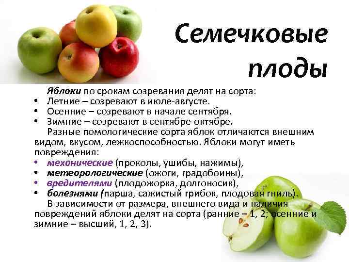Почему яблоня сбрасывает плоды до их созревания и что делать с яблоками