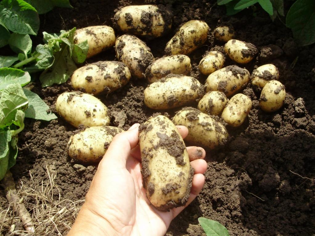 Картофель королева анна: описание сорта, фото, отзывы, вкусовые качества, выращивание