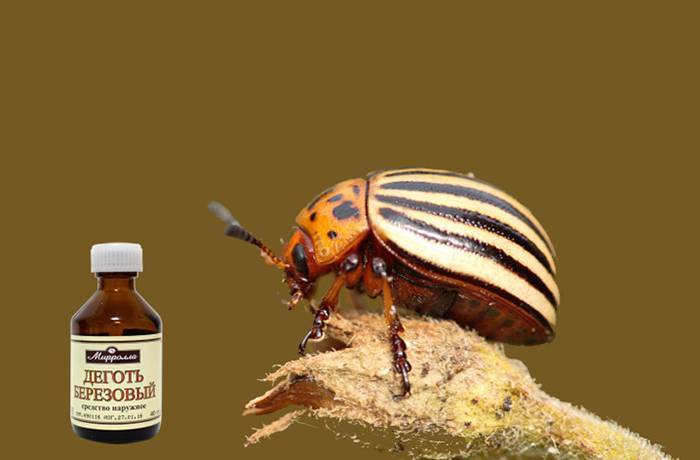 Березовый деготь от колорадского жука: как получить, правила обработки, отзывы