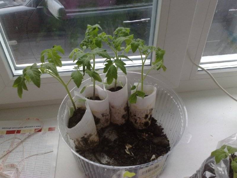Как правильно посеять семена помидор на рассаду в домашних условиях
