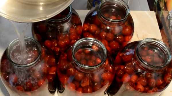 Компот из черешни на зиму: простые и вкусные рецепты