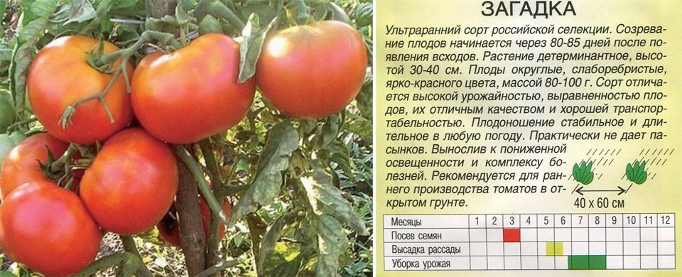 Томат загадка пересорт фото и описание