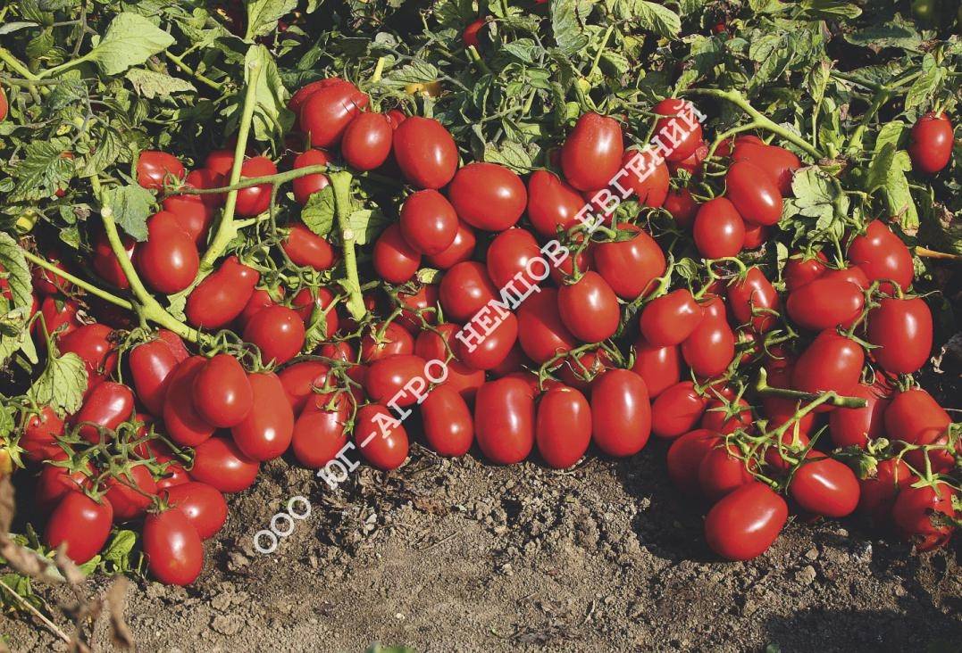 Краснодарские сорта помидоров: названия, описание, достоинства и вкусовые качества