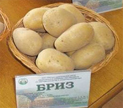 Среднеранний сорт картофеля «бриз» от белорусских селекционеров
