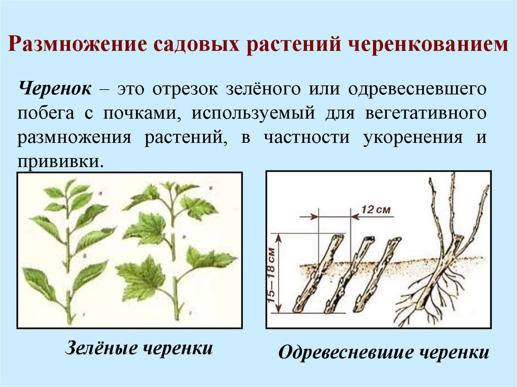 Многие растения особенно плодовые кустарники размножают черенками рассмотрите рисунок и ответьте на