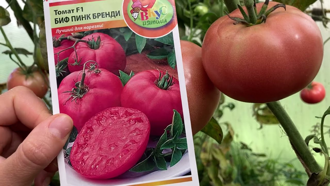 Урожайная вкуснятина с розовыми плодами — томат биф бренди f1: описание сорта и особенности его выращивания