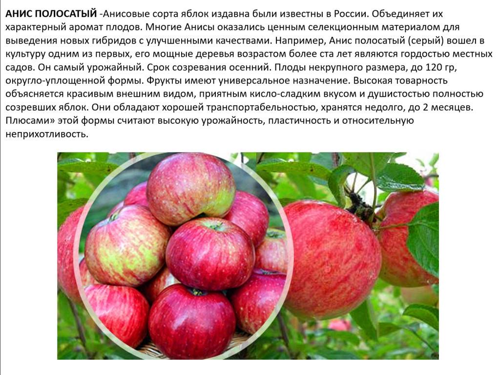 Сорт яблони малинка фото и описание сорта