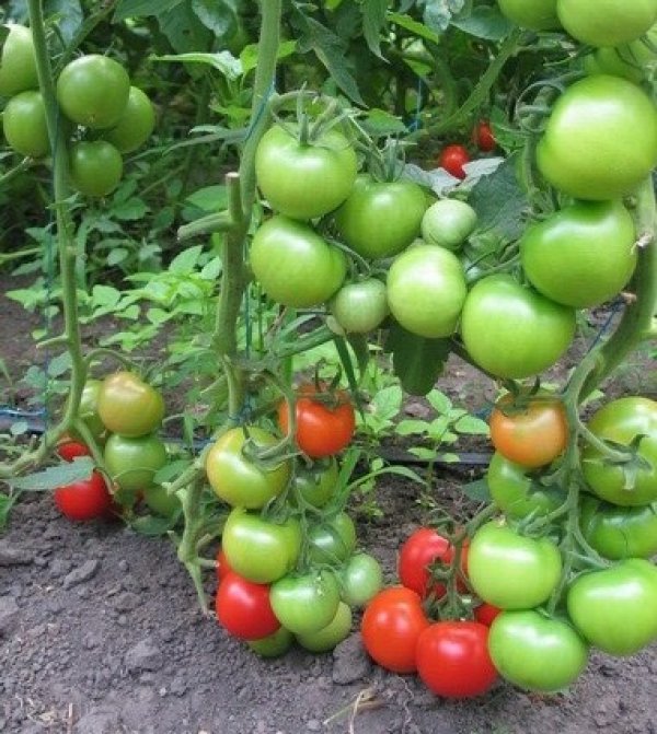 Описание сорта томата тайлер, его характеристика и урожайность