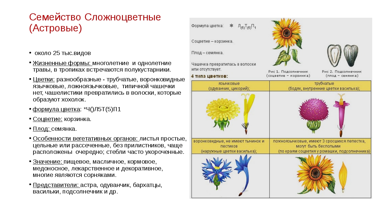 Строение астры рисунок