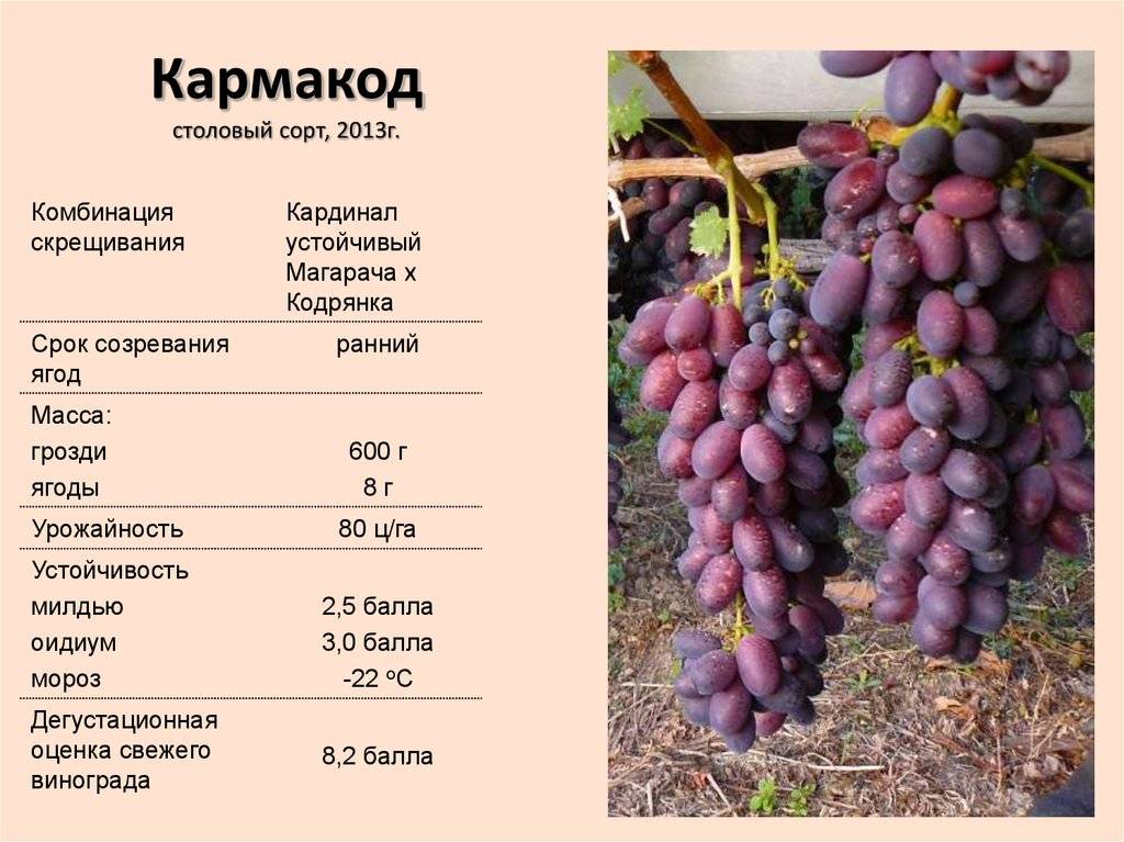 Виноград мерло, описание сорта