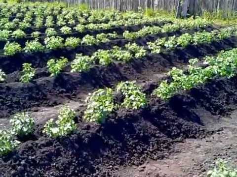 Выращивание картофеля по митлайдеру: правила посадки, видео
