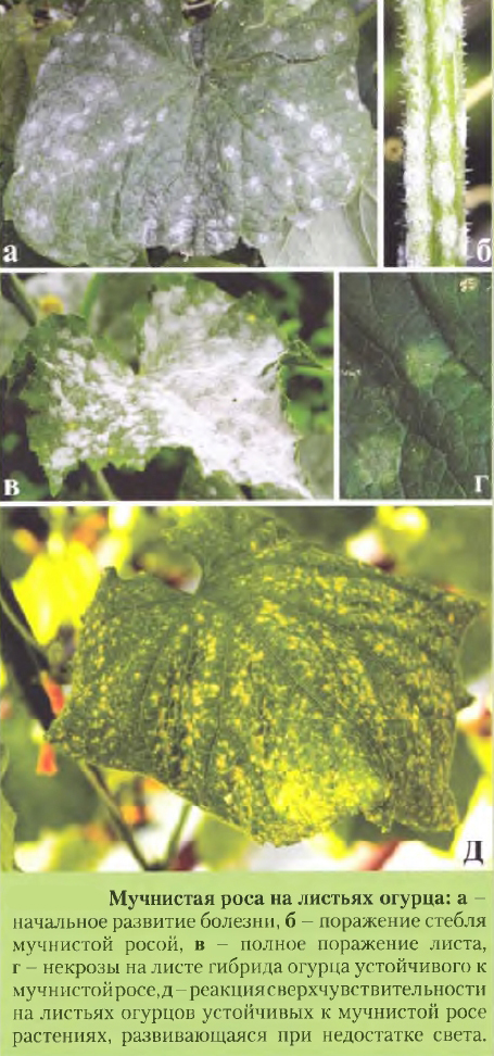 Болезни огурцов по листьям описание с фотографиями и способы лечения в открытом грунте летом