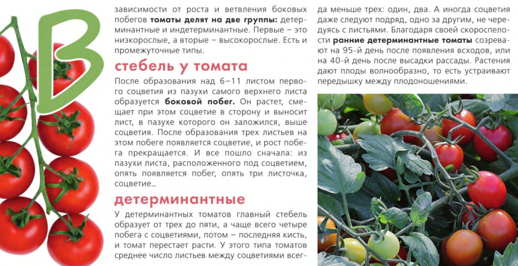 Описание томата Серебристая ель, характеристика сорта, выращивание