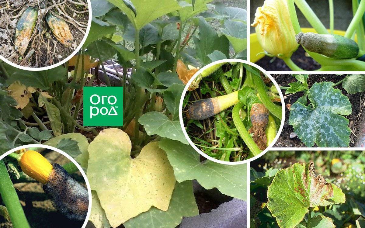 Выращивание кабачков в открытом грунте: все секреты супер урожая