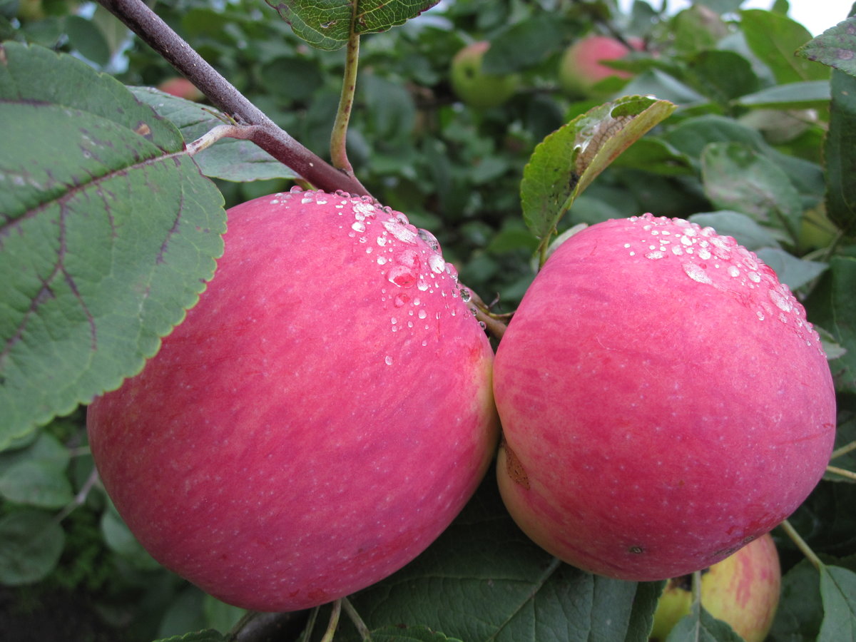 Описание сорта яблони розовый налив: фото яблок, важные характеристики, урожайность с дерева