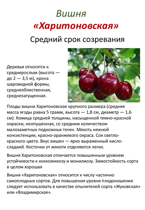 Описание и выращивание черешни сорта ленинградская черная