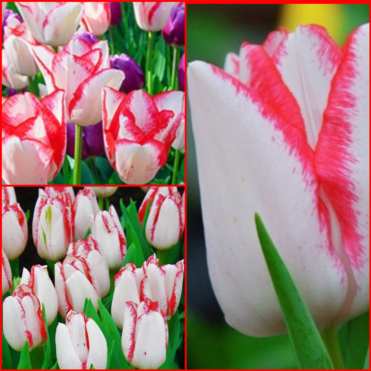 Тюльпаны: выращивание, посадка и уход, подкормка, размножение, фото, сорта, названия