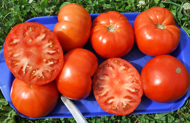 Насколько томат «вечный зов» устойчив к болезням и что может увеличить его урожайность