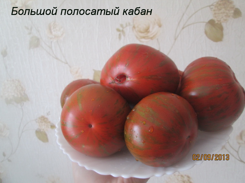 Томат большой полосатый кабан: характеристика и описание сорта, отзывы об урожайности помидоров и фото куста