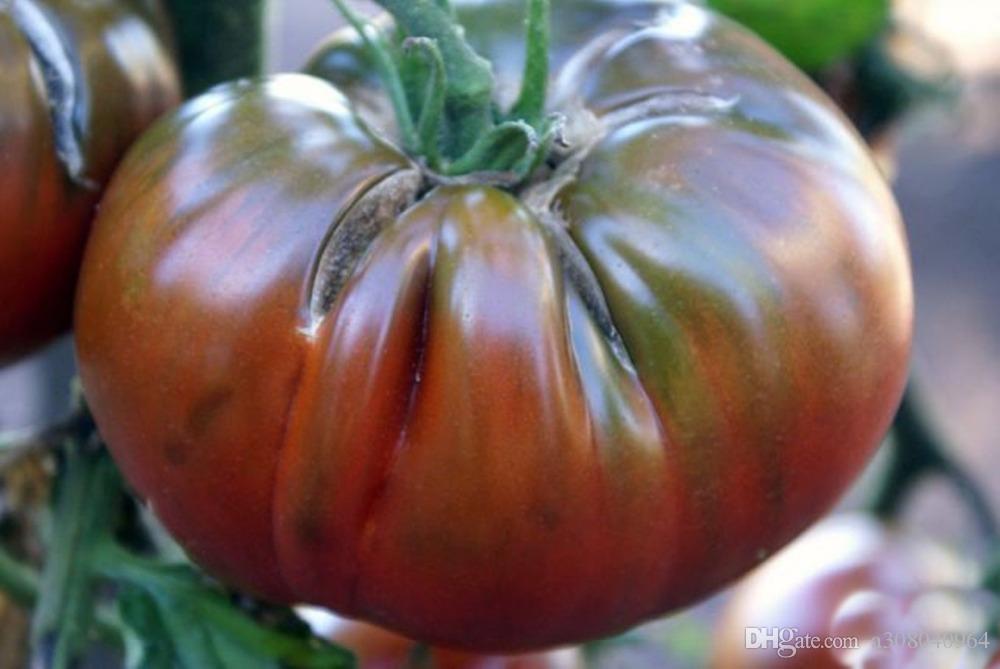 Сорт томатов черный шоколад: описание, характеристика и отзывы, фото, а также особенности выращивания