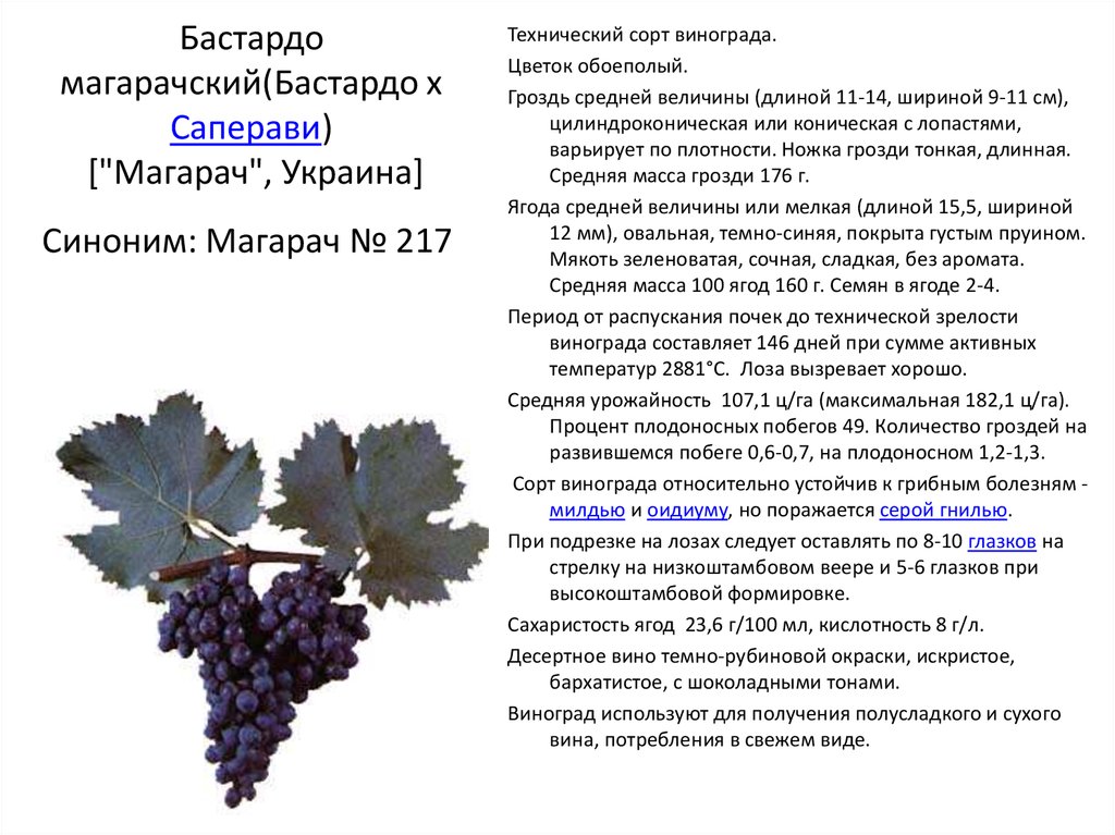 Описание сорта винограда саперави | wine expertise