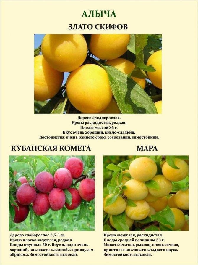 Алыча и её лучшие гибриды для всех регионов. описание, особенности выращивания. фото